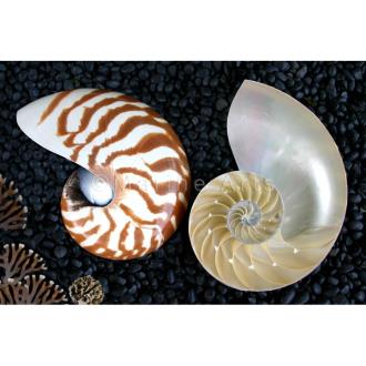 Nautilus striped halfcut pair - set of 2 pieces (may have  imperfections)