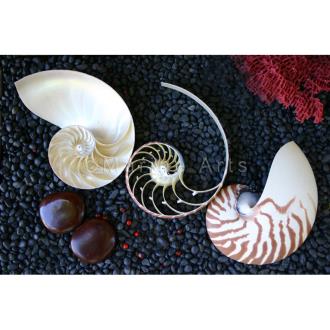 Nautilus striped tricut - set of 3 pieces (may have  imperfections)