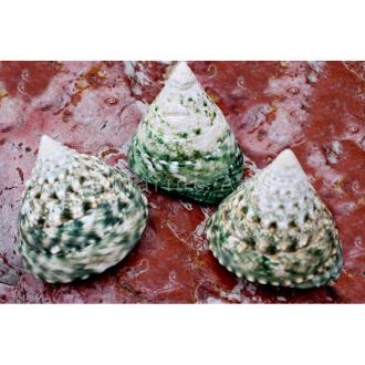 Trochus pyramis green natural polished