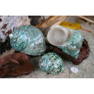 Turbo imperialis green polished