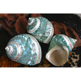 Turbo imperialis green pearl striped