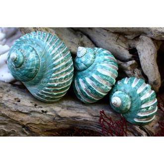Turbo imperialis green pearl grooved