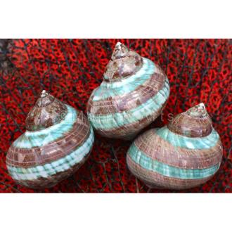 Turbo imperialis chocolate wide green band double