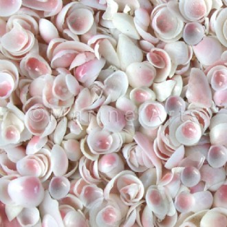 Baby Rosecup shells small (Pack of 100g)