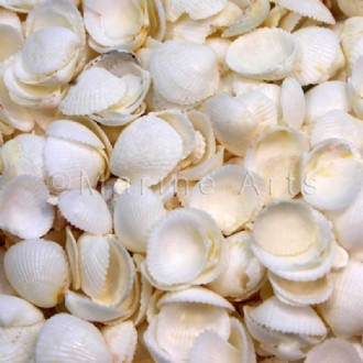 Cap shells small (Pack of 1kg)
