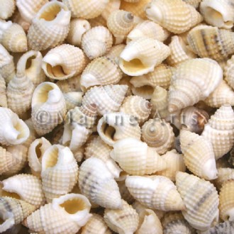 Nassarius albescens (Pack of 1kg)