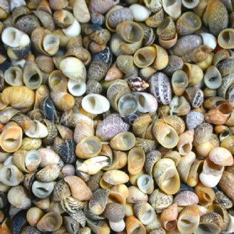 Neritinas smooth tiny mixed colours natural (Pack of 1kg)