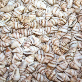 Pyrene versicolour speckled (Pack of 1kg)