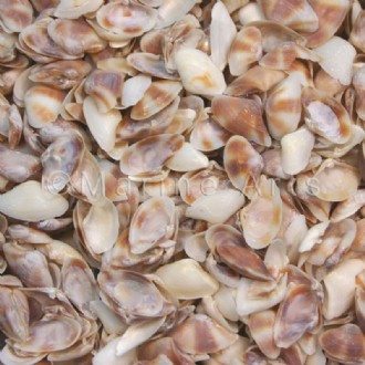 Sampaguitas white-mauve (Pack of 1kg)