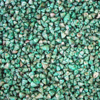 Trochus tiny pearled dyed emerald green (Pack of 1kg)