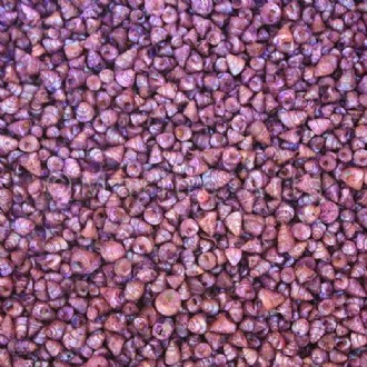 Trochus tiny pearled dyed purple (Pack of 1kg)