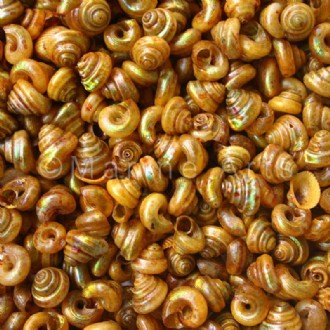 Turbo tiny pearled dyed gold (Pack of 1kg)