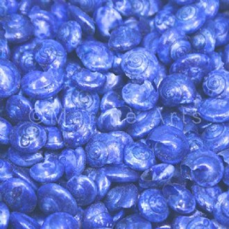 Umbonium dyed royal blue (Pack of 1kg)