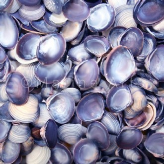 Caycay purple and white (Pack of 1kg)