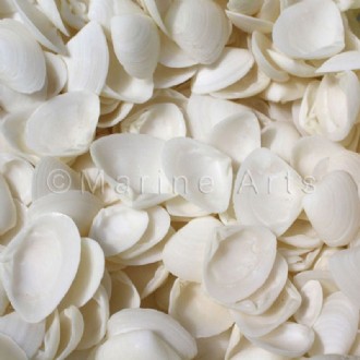 Caycay white large (Pack of 1kg)