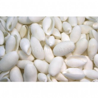 Bubble shell (Pack of 1kg)