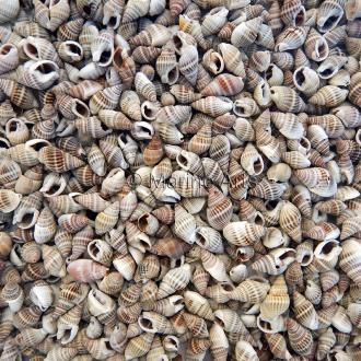 Nassarius optimus (Pack of 1kg)
