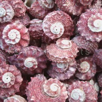 Angaria delphinus pink (Pack of 1kg)