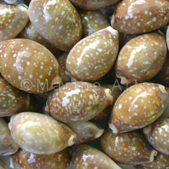 Cypraea vitellus (Pack of 1kg)