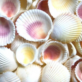 Cockles yellow and mauve (Pack of 1kg)