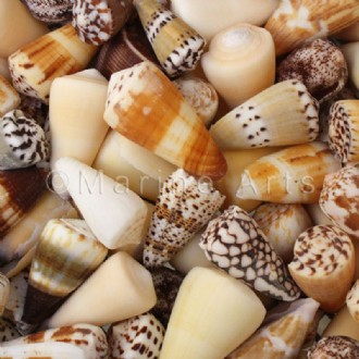 Cone shells mixed (Pack of 1kg)