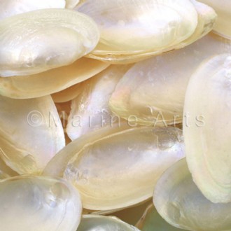 Mussel halves pearled pale white cream (Pack of 1kg)