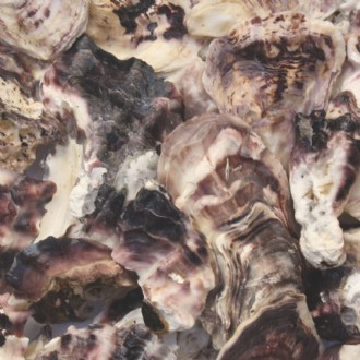 Oyster shell halves ivory white (Pack of 1kg)