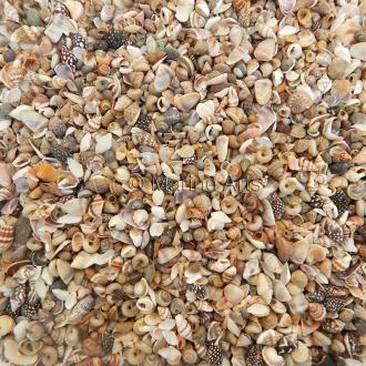 Bulk shell mix natural assorted very small (Pack of 1kg)