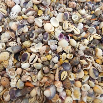 Premium shell mix natural small (Pack of 1kg)