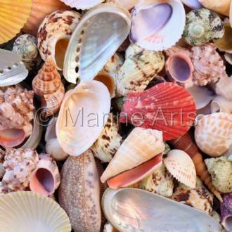 Premium shell mix natural large (Pack of 1kg)