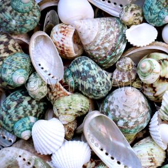 Premium shell mix white pearl and jade green (Pack of 1kg)