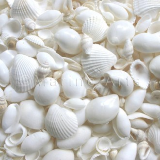 Premium shell mix white small (Pack of 1kg)