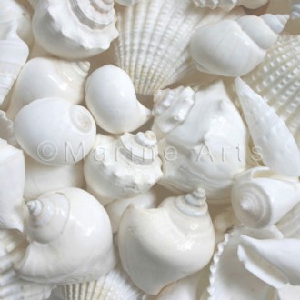 Premium shell mix white large (Pack of 1kg)
