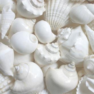 Premium shell mix white extra large (Pack of 1kg)