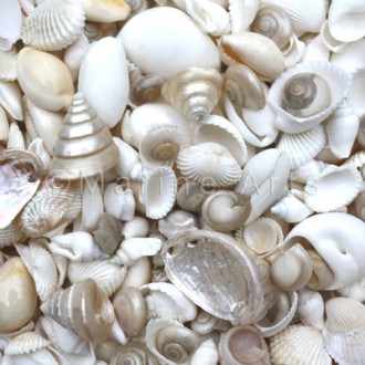 Premium shell mix white and pearl small (Pack of 1kg)