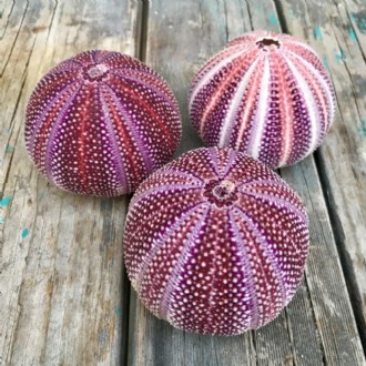 Sea urchin giant purple