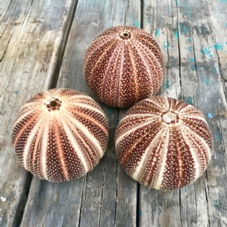 Sea urchin giant brown