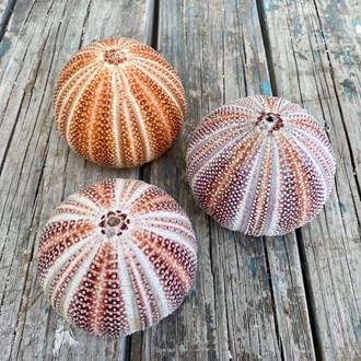 Sea urchin giant pastel assorted