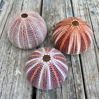 Sea urchin giant assorted with star centre top