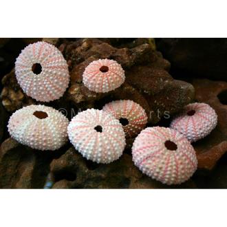 Sea urchin pink