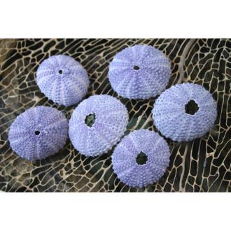 Sea urchin purple