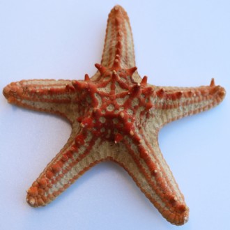 Starfish thorny natural P.Linki