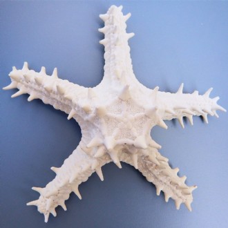 Starfish thorny white P.Linki