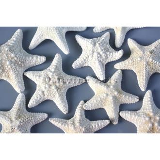 Starfish jungle white