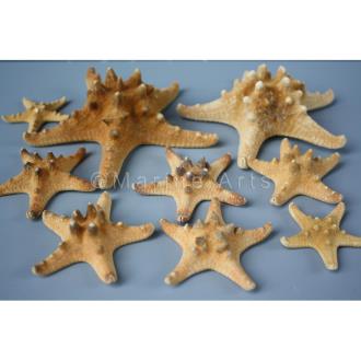 Starfish thorny natural