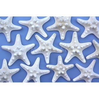 Starfish thorny creamy white