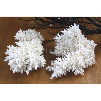 Coral - Acropora bottlebrush (15-20cm)