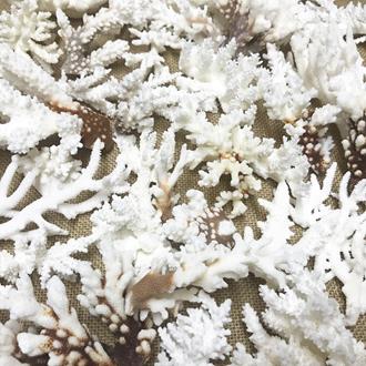 Coral - Mixed species including brownstem (Pack of 1kg)