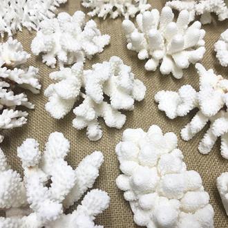 Coral - Mixed species assorted pieces (Pack of 1kg)