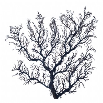 Gorgonian seafan flat tree black